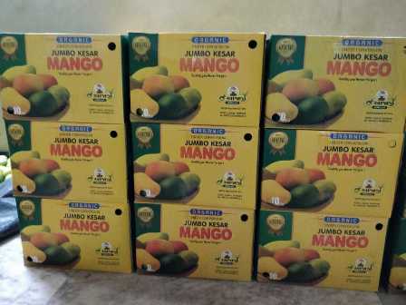 Mango